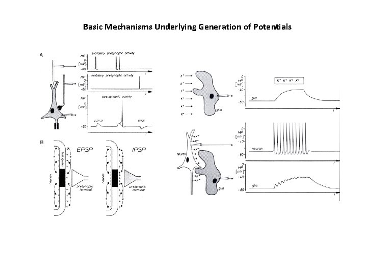 Basic Mechanisms Underlying Generation of Potentials 