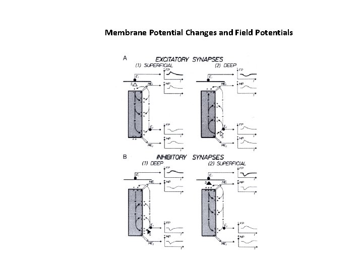 Membrane Potential Changes and Field Potentials 