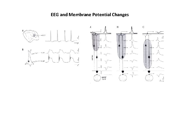 EEG and Membrane Potential Changes 