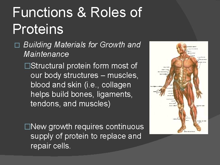 Functions & Roles of Proteins � Building Materials for Growth and Maintenance �Structural protein