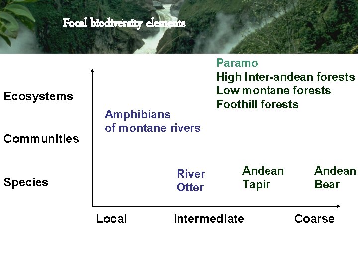 Focal biodiversity elements Ecosystems Communities Amphibians of montane rivers River Otter Species Local Paramo