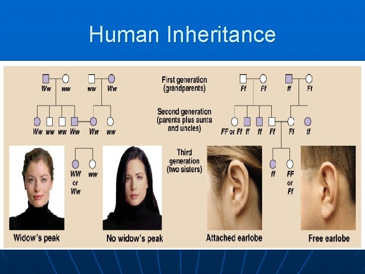 Human Inheritance 
