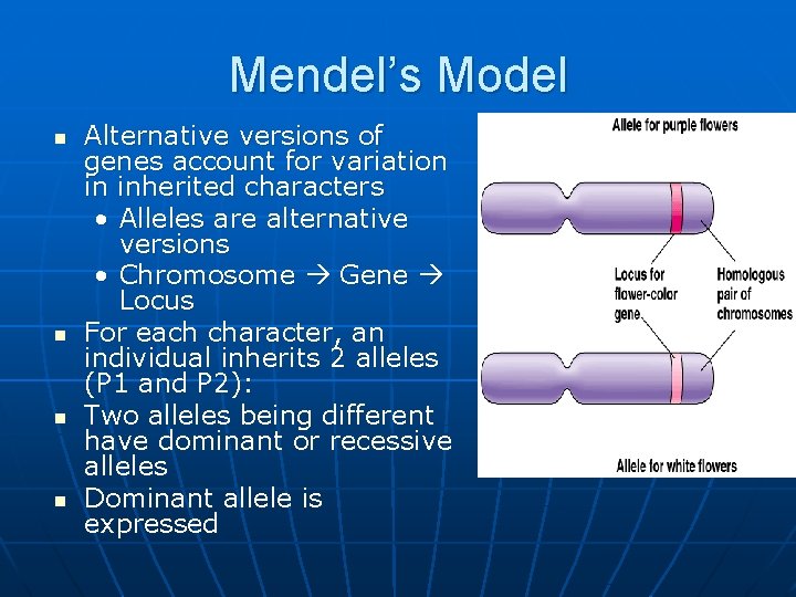 Mendel’s Model n n Alternative versions of genes account for variation in inherited characters