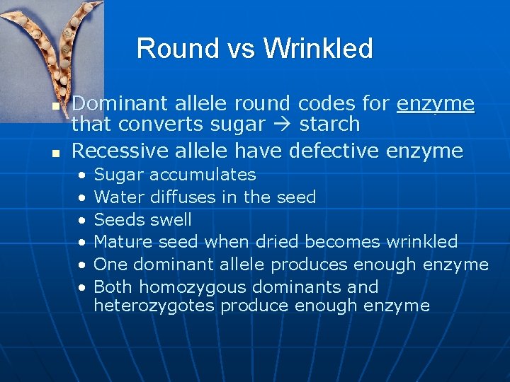 Round vs Wrinkled n n Dominant allele round codes for enzyme that converts sugar