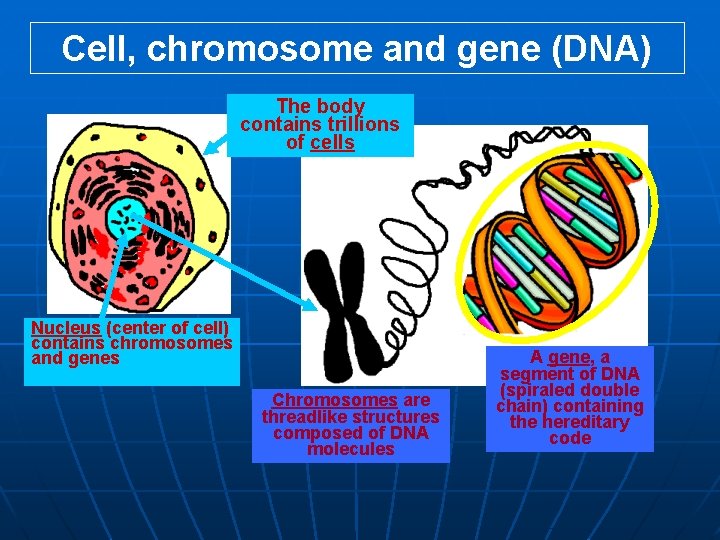 Cell, chromosome and gene (DNA) The body contains trillions of cells chromatin Nucleus (center