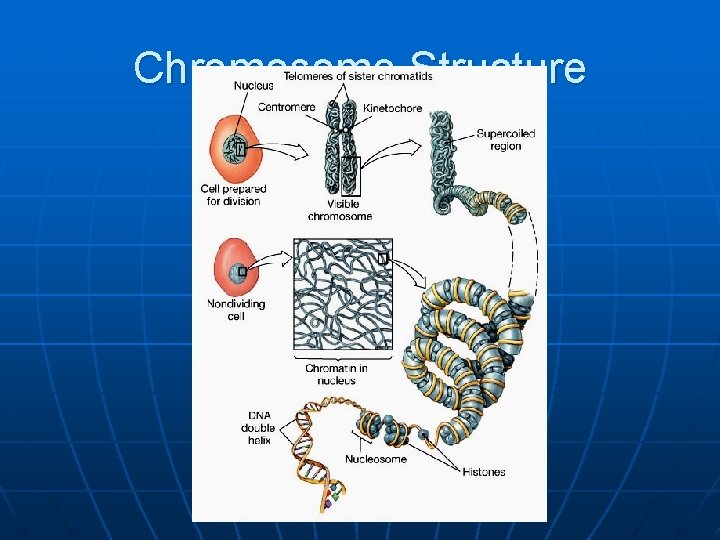 Chromosome Structure fatchiyah, JB UB 