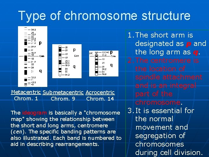 Type of chromosome structure Metacentric Submetacentric Acrocentric Chrom. 1 Chrom. 9 Chrom. 14 The