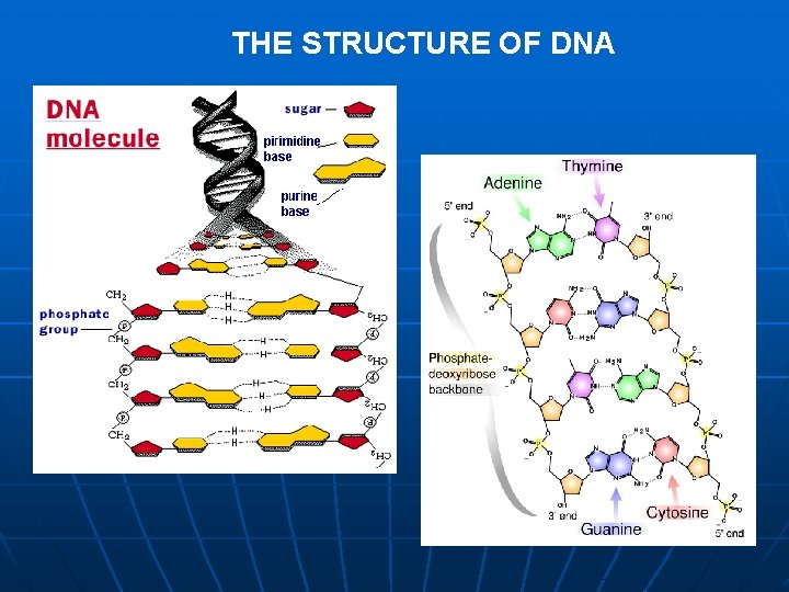 THE STRUCTURE OF DNA 