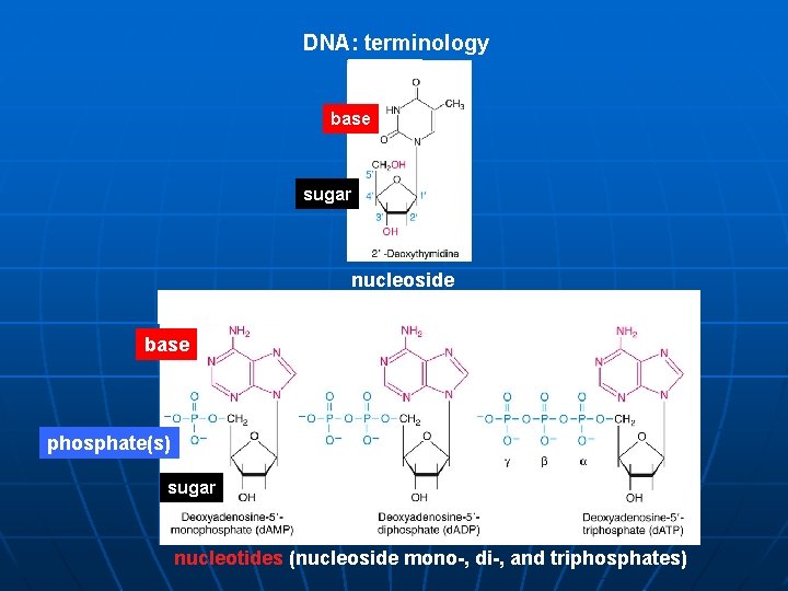DNA: terminology base sugar nucleoside base phosphate(s) sugar nucleotides (nucleoside mono-, di-, and triphosphates)