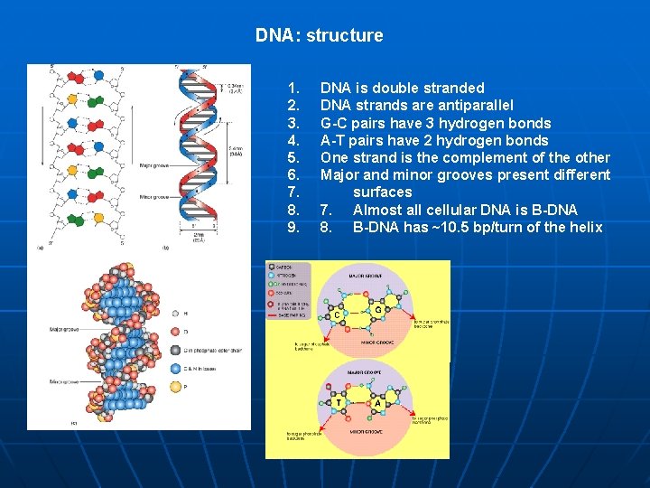 DNA: structure 1. 2. 3. 4. 5. 6. 7. 8. 9. DNA is double