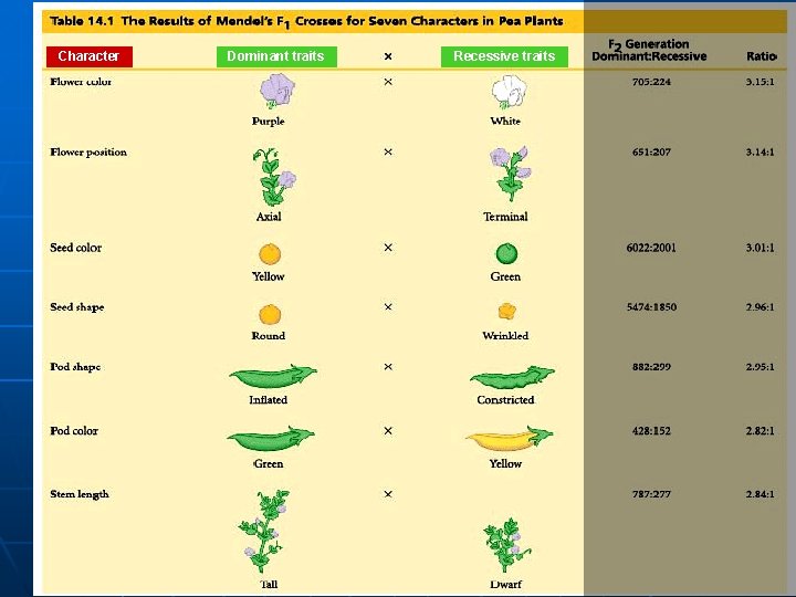 Character Dominant traits Recessive traits 