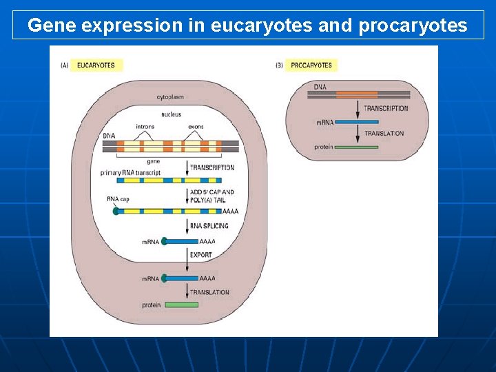 Gene expression in eucaryotes and procaryotes 