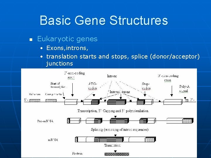 Basic Gene Structures n Eukaryotic genes • Exons, introns, • translation starts and stops,