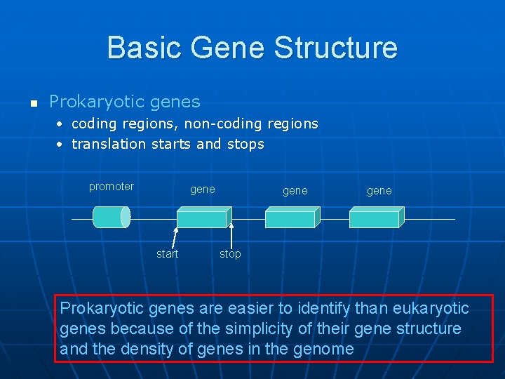Basic Gene Structure n Prokaryotic genes • coding regions, non-coding regions • translation starts