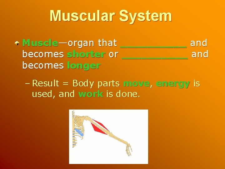 Muscular System Muscle—organ that _____ and becomes shorter or _____ and becomes longer –