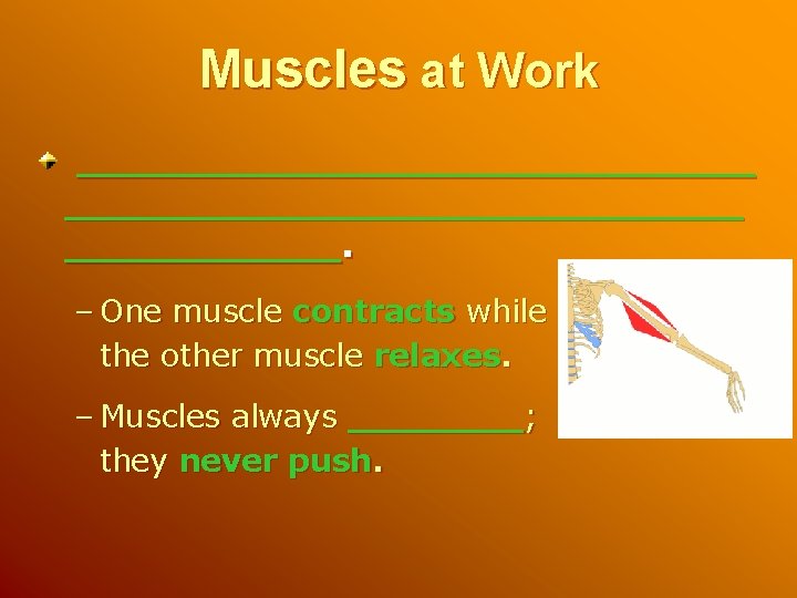 Muscles at Work ___________________________. – One muscle contracts while the other muscle relaxes. –