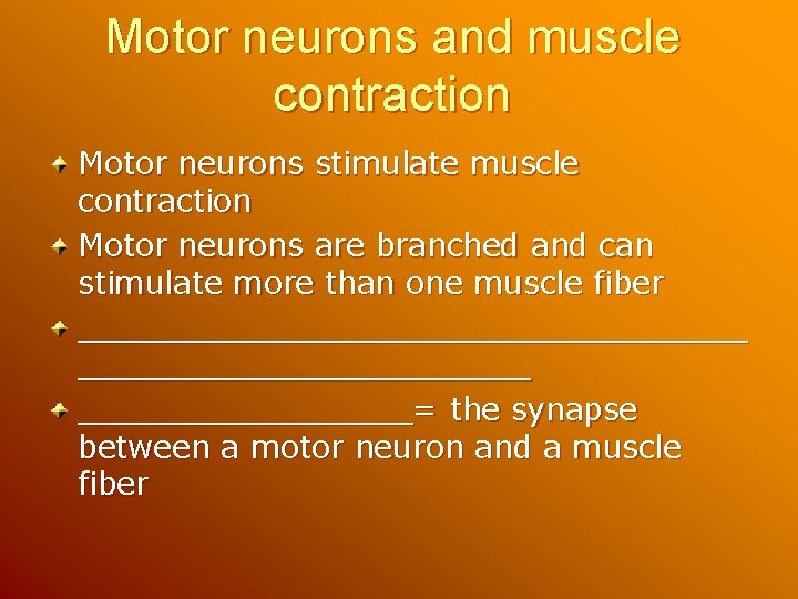 Motor neurons and muscle contraction Motor neurons stimulate muscle contraction Motor neurons are branched