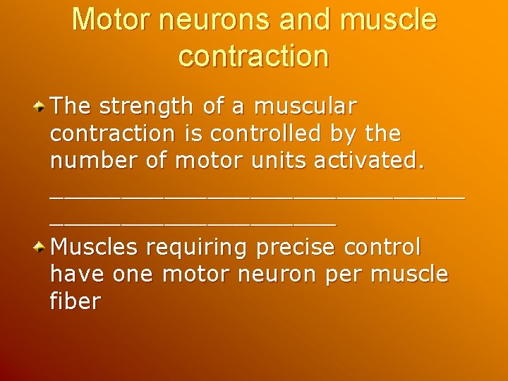 Motor neurons and muscle contraction The strength of a muscular contraction is controlled by