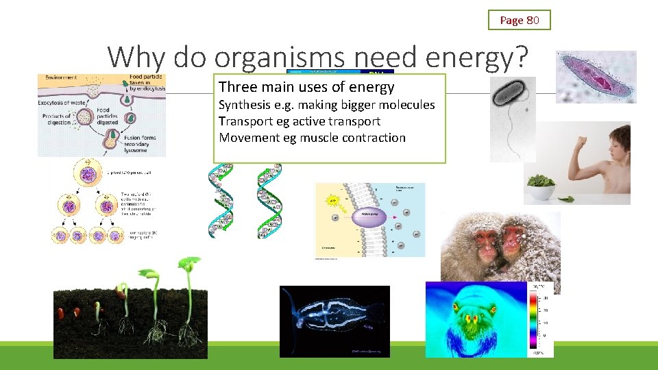 Page 80 Why do organisms need energy? Three main uses of energy Synthesis e. Page 80 Why do organisms need energy? Three main uses of energy Synthesis e.