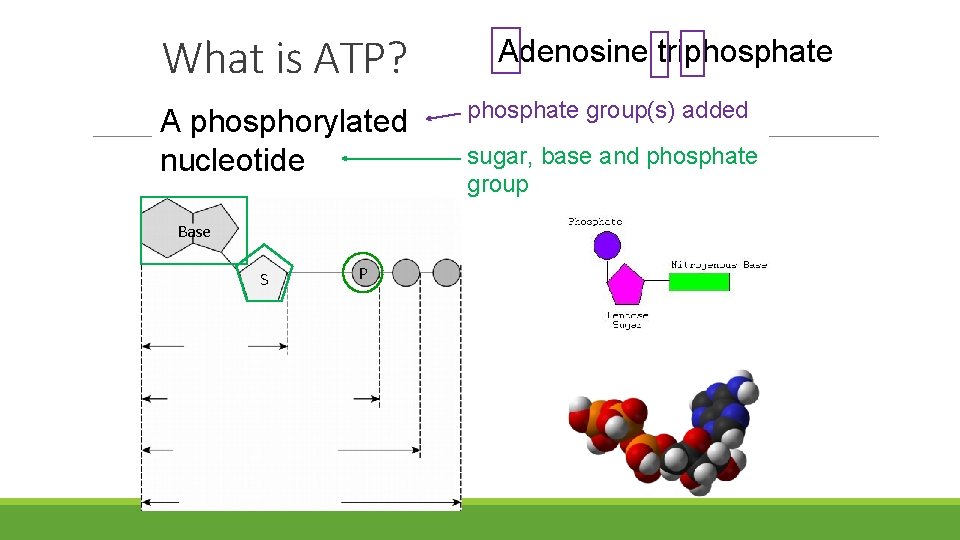 What is ATP? A phosphorylated nucleotide Base S P Adenosine triphosphate group(s) added sugar, What is ATP? A phosphorylated nucleotide Base S P Adenosine triphosphate group(s) added sugar,