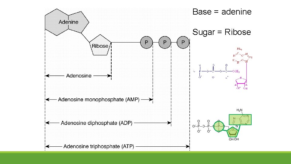 Base = adenine Sugar = Ribose Base = adenine Sugar = Ribose