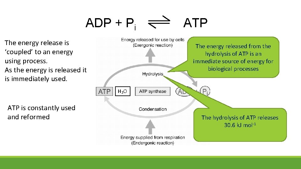 ADP + Pi The energy release is ‘coupled’ to an energy using process. As ADP + Pi The energy release is ‘coupled’ to an energy using process. As