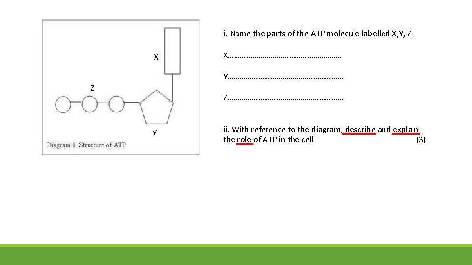 i. Name the parts of the ATP molecule labelled X, Y, Z X X………………………. i. Name the parts of the ATP molecule labelled X, Y, Z X X……………………….
