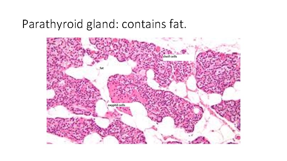 Parathyroid gland: contains fat. 