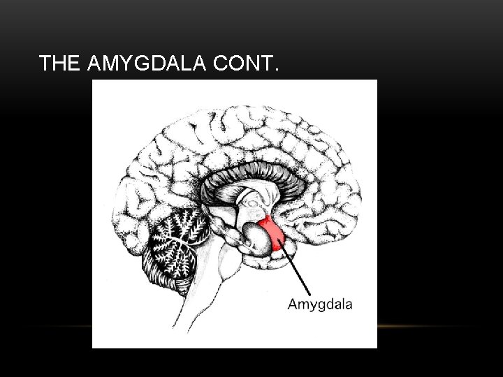 THE AMYGDALA CONT. 