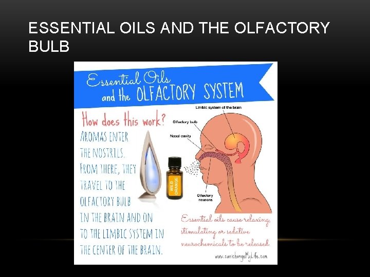 ESSENTIAL OILS AND THE OLFACTORY BULB 