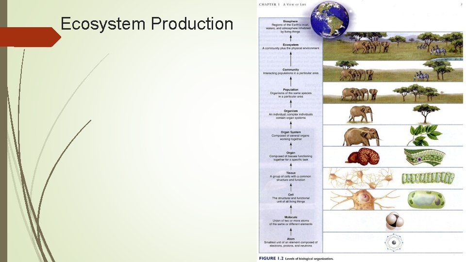 Ecosystem Production 