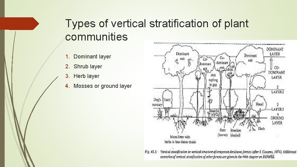 Types of vertical stratification of plant communities 1. Dominant layer 2. Shrub layer 3.