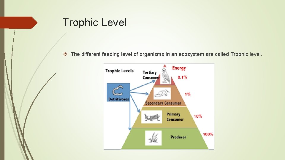 Trophic Level The different feeding level of organisms in an ecosystem are called Trophic