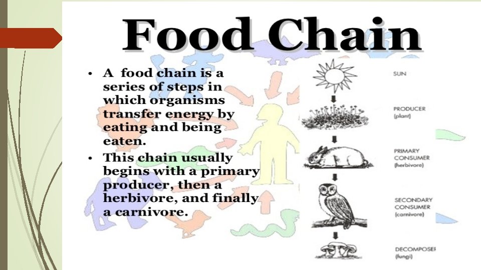 Food chain & food web 