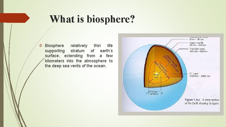 What is biosphere? Biosphere relatively thin life supporting stratum of earth’s surface, extending from