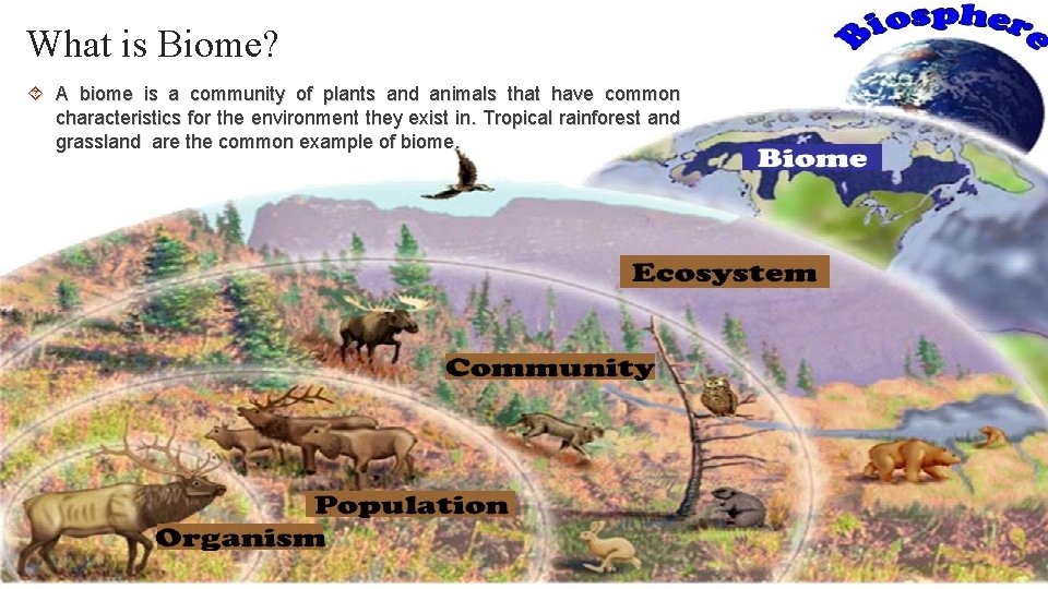 What is Biome? A biome is a community of plants and animals that have