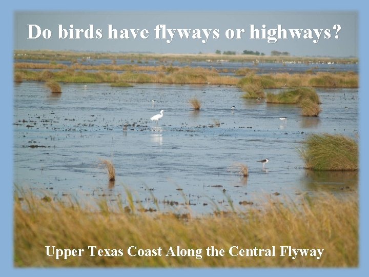 Do birds have flyways or highways? Upper Texas Coast Along the Central Flyway 