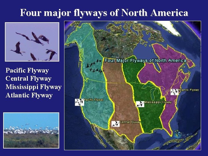 Four major flyways of North America Pacific Flyway Central Flyway Mississippi Flyway Atlantic Flyway