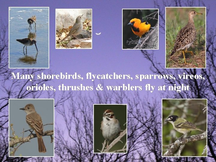 Many shorebirds, flycatchers, sparrows, vireos, orioles, thrushes & warblers fly at night 