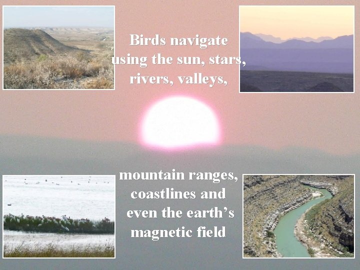 Birds navigate using the sun, stars, rivers, valleys, mountain ranges, coastlines and even the