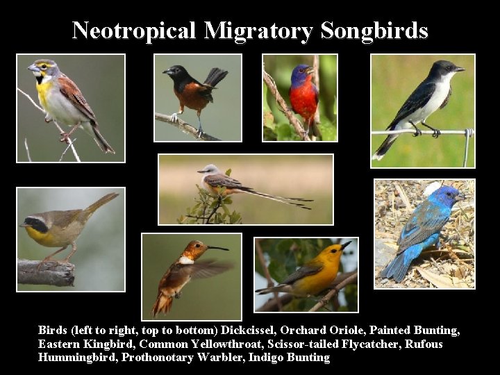 Neotropical Migratory Songbirds Birds (left to right, top to bottom) Dickcissel, Orchard Oriole, Painted