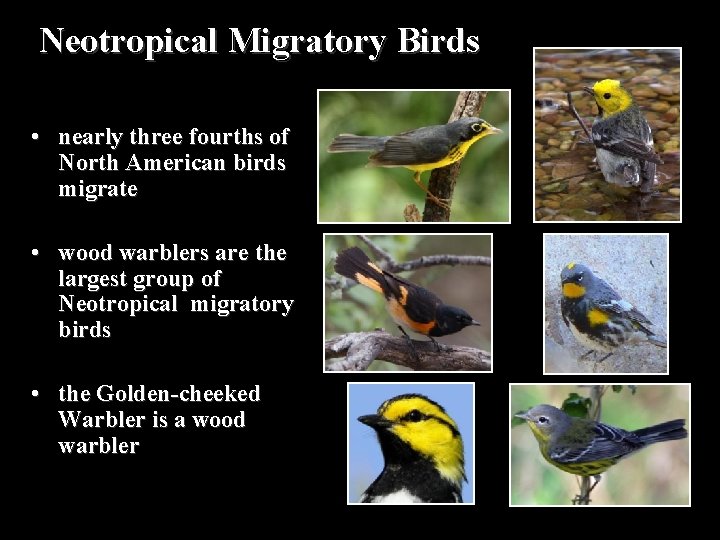 Neotropical Migratory Birds • nearly three fourths of North American birds migrate • wood