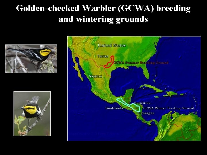 Golden-cheeked Warbler (GCWA) breeding and wintering grounds 