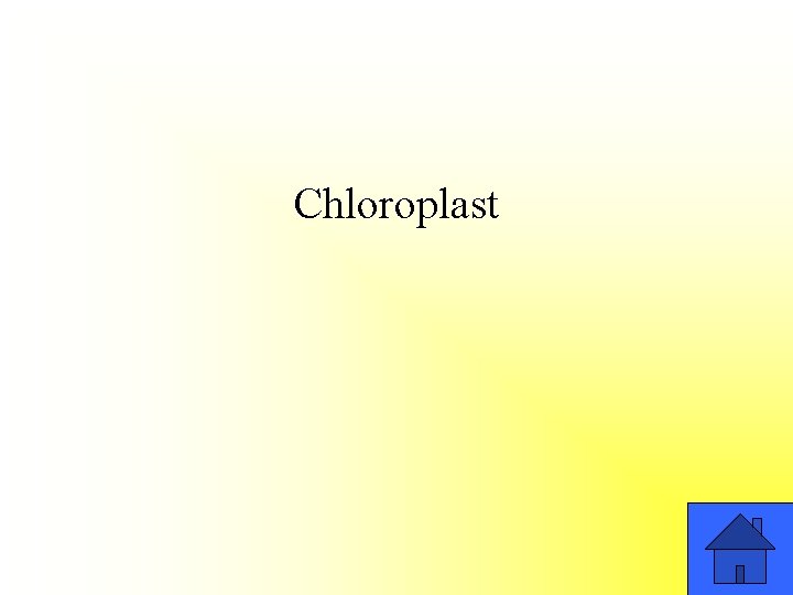 Chloroplast 