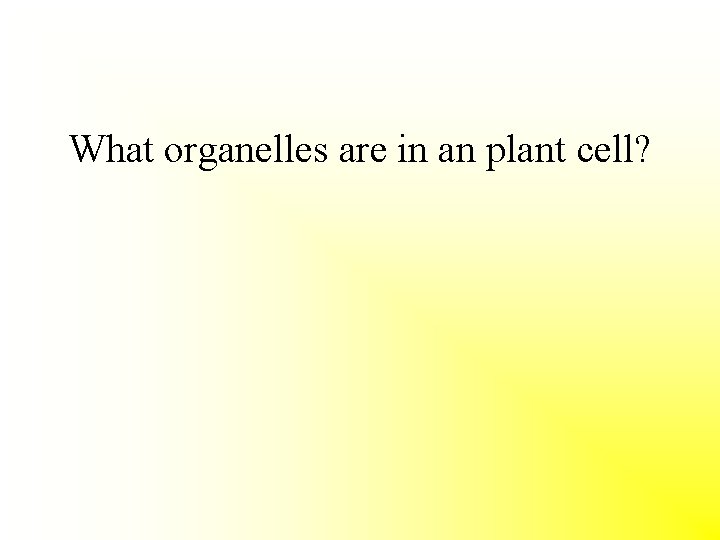 What organelles are in an plant cell? 