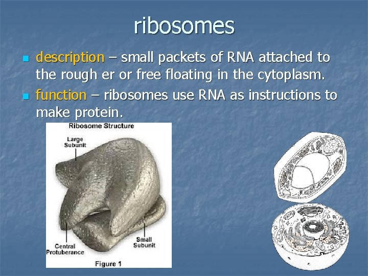 ribosomes n n description – small packets of RNA attached to the rough er