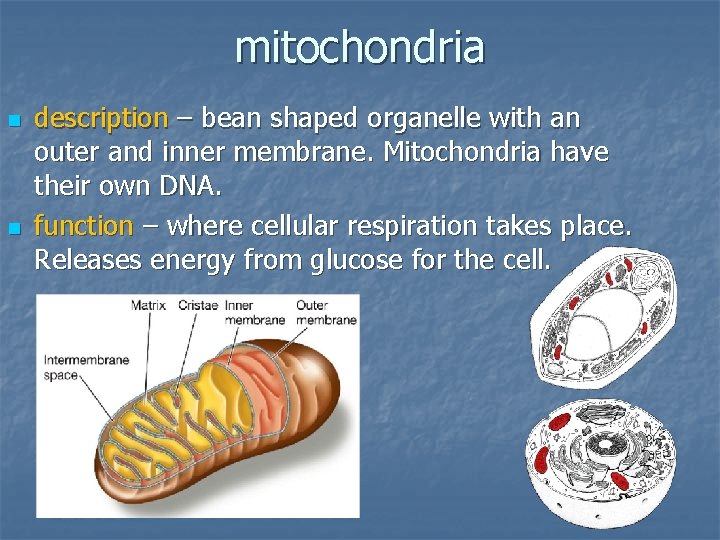 mitochondria n n description – bean shaped organelle with an outer and inner membrane.