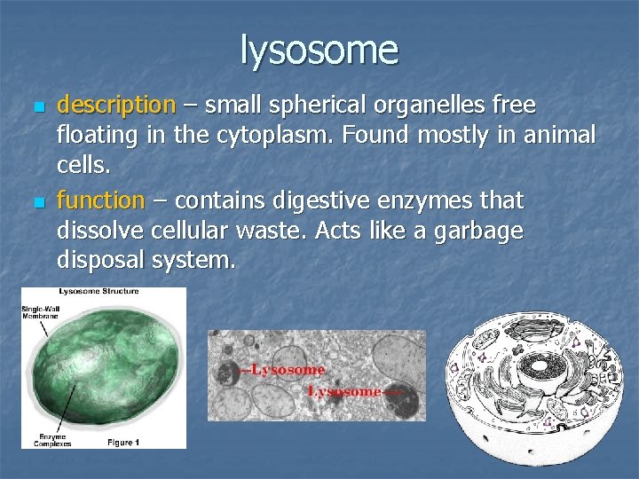 lysosome n n description – small spherical organelles free floating in the cytoplasm. Found