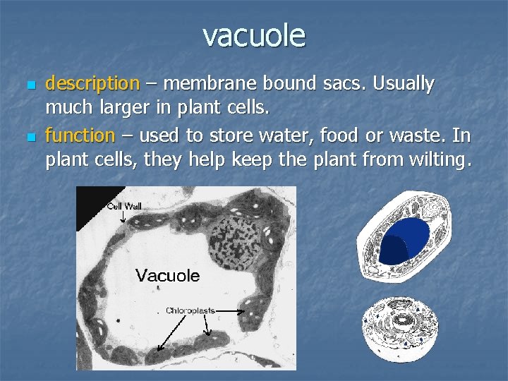 vacuole n n description – membrane bound sacs. Usually much larger in plant cells.