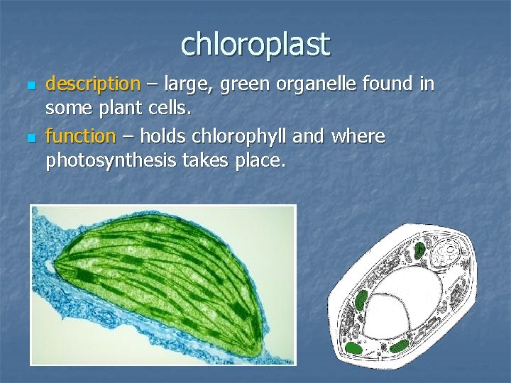 chloroplast n n description – large, green organelle found in some plant cells. function